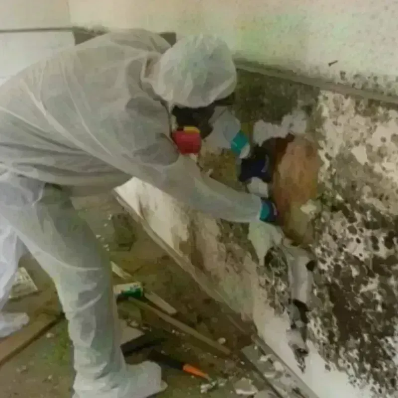 Mold Remediation and Removal in East Harlem, NY